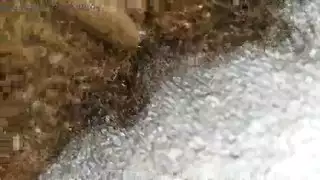 ضيق مثليه الآسيوية