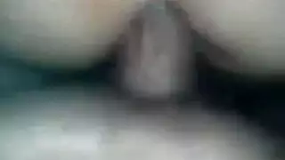 خيل عربي اصيل