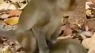 ديك صغير يخدم ثلاثة مغذيات حيوانية عملاقة في مشهد إسطبل إكس إكس إكس
