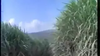 نيك مزرعة إكس إكس إكس: فعل جماعي على التبن
