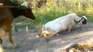 سكس مع حيوانات في الشارع