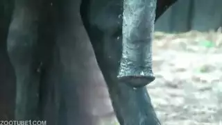 ذيل حصان اليابانية الجنس الشرجي الغنائم يهز