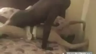 الهرة الكبيرة الإذلال الديوث اللغة التركية