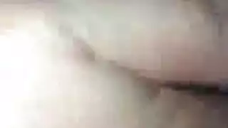 أسود كبير الثدي الديك الكبير
