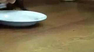 بلاميلا راس
